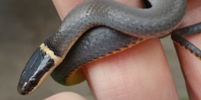 Arlington snake